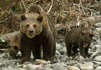 Охота на медведя в Карелии в старину | Пикабу