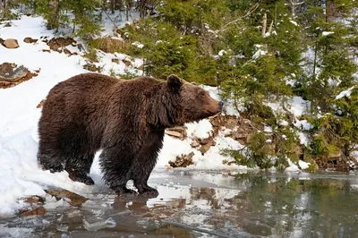 Охота на медведя начнется в Томской области с 1 августа | ОБЩЕСТВО | АиФ  Томск