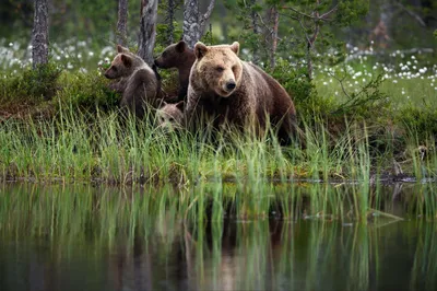 Весенняя охота на медведя на севере Кировской области - Русский охотничий  портал