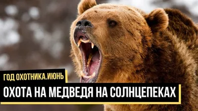 Охота на медведя шатуна | Владимир Чистополов. О том о сём... | Дзен