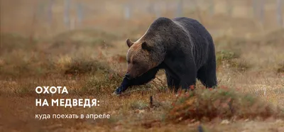 Охота на медведя с лайками, на овсах, зимняя охота на бурого медведя |  Fishong
