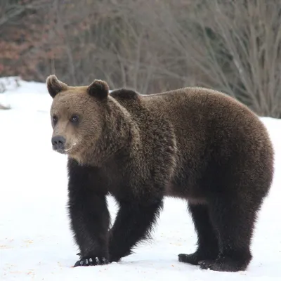 Охота на медведя - как правильно охотиться на медведя