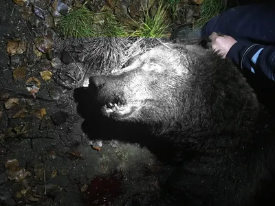 Охота на медведя открылась в Нижегородской области 21 марта 2023 года |  Нижегородская правда