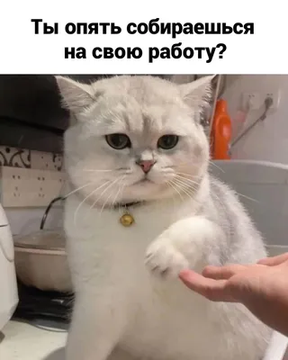 Опять на работу?!