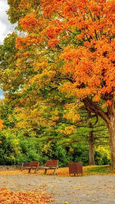 Картинки осень на заставку телефона (100 фото) | Пейзажи, Осенний пейзаж,  Осенние картинки