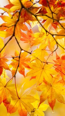 Free Images : leaf, autumn, macro photography, still life photography,  computer wallpaper 4000x6000 - - 1546777 - Free stock photos - PxHere