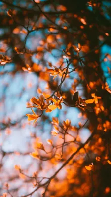 осень яблока миражирует листья состава сухие Sacking ваза Красочные листья,  умный телефон, наушники Stu Стоковое Изображение - изображение  насчитывающей устройство, идея: 76799627