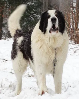 Старая немецкая овчарка King Shepherd Kunming wolfdog Восточно-европейская  овчарка, Старая немецкая овчарка, млекопитающее, плотоядный, собака Лайк  Млекопитающее png | PNGWing