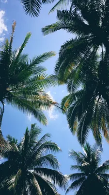 Листья, пальмы, небо, лето - Selda - Wallpapers Designs | Iphone fondos de  pantalla, Fondos de pantalla palmeras, Fondos de pantalla de iphone