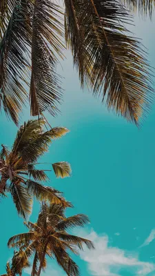 Обои Пальма, пальмовые рощи, природа, дерево, тропическая зона на телефон  Android, 1080x1920 картинки и фото бесплатно