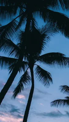 Обои на телефон пальмы, верхушки, небо, тропики, лето - скачать бесплатно в  высоком качестве из категории \"Природа\"