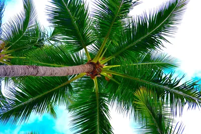 Красивые заставки на телефон с пальмами (41 фото)