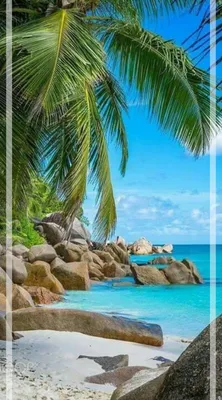 Фото пальмы и пляжа скачать на заставку телефона. | Летние обои на телефон.  | Постила