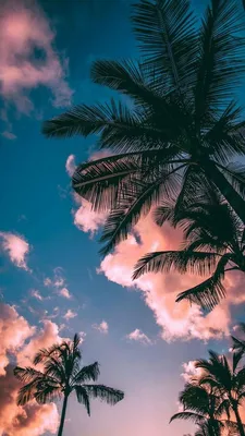 Обои. Лето. Пальмы. Красота | Palm trees wallpaper, Background hd  wallpaper, Beach wallpaper iphone