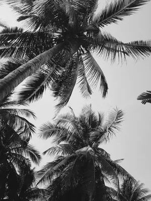 Пальмовый отдых кибер-море концепция лето телефон песок вверх макет креатив  генеративный ии | Премиум Фото