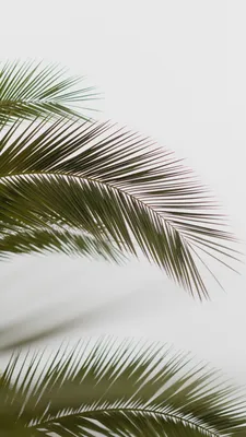 Картинки пальмы на телефон фото
