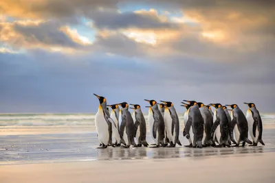 Пингвины на рабочий стол - 66 фото
