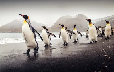 Пингвины на рабочий стол - 66 фото