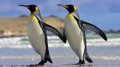 Обои Пингвины в образе, картинки - Обои для рабочего стола Пингвины в  образе фото из альбома: (животные)
