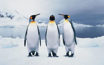 Создать мем \"великолепный пингвин, три пингвина фото, три пингвина рабочий  стол\" - Картинки - Meme-arsenal.com