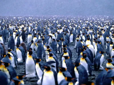 Обои Пингвины в Антарктике, картинки - Обои для рабочего стола Пингвины в  Антарктике фото из альбома: (животные)