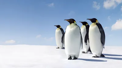 Обои для рабочего стола мультфильмы про пингвинов