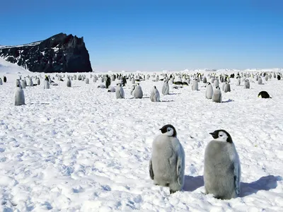 Парочка пингвинов на солнышке обои, фото, картинки