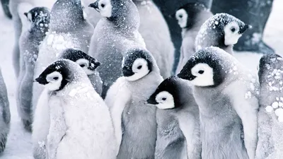 Много пингвинов-ОБОИ- на рабочий стол-Животные и птицы бесплатно