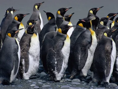 Любовь у пингвинов обои для рабочего стола, картинки Любовь у пингвинов,  фотографии Любовь у пингвинов, фото Любовь у пингвинов скачать бесплатно |  FreeOboi.Ru