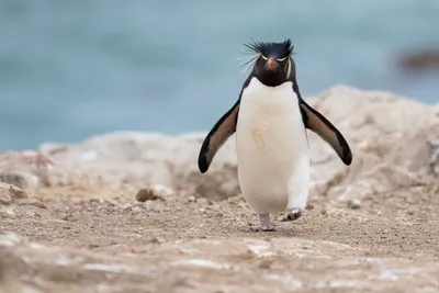 Пингвины тоже любят Новый Год» » ТОДЮБ