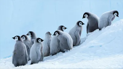 Скачать обои Семья пингвинов на рабочий стол из раздела картинок Птицы
