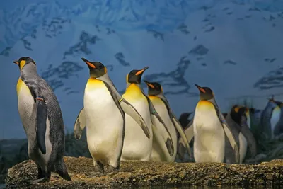 Пингвины - обои для рабочего стола