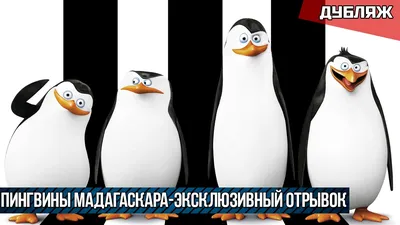 Мультфильм Пингвины Мадагаскара обои для рабочего стола, картинки и фото -  RabStol.net