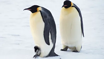 Обои на рабочий стол Группа королевских пингвинов стоят на камнях, by  Marcel Langthim, обои для рабочего стола, скачать обои, обои бесплатно