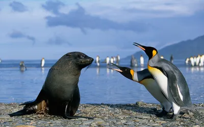 Пингвины Мадагаскара | Эксклюзивный Отрывок | Дубляж 2014 (HD) - YouTube