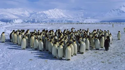 Обои на рабочий стол Беседа королевских пингвинов и морского котика, обои  для рабочего стола, скачать обои, обои бесплатно