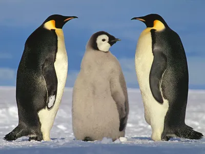 Обои на рабочий стол Семейство пингвинов собралось в кучку, обои для рабочего  стола, скачать обои, обои бесплатно