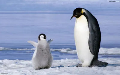 Пингвин не такой как все обои для рабочего стола, картинки Пингвин не такой  как все, фотографии Пингвин не такой как все, фото Пингвин не такой как все  скачать бесплатно | FreeOboi.Ru