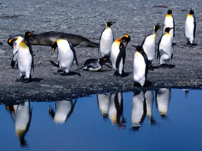 25 апреля - Всемирный день пингвинов | Пикабу