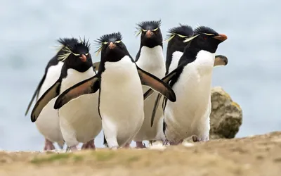 785. Великолепный и бесподобный мир пингвинов