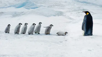 Пингвины у моря обои для рабочего стола, картинки Пингвины у моря,  фотографии Пингвины у моря, фото Пингвины у моря скачать бесплатно |  FreeOboi.Ru