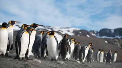 Много пингвинов идущих белого и черного цвета - обои на рабочий стол
