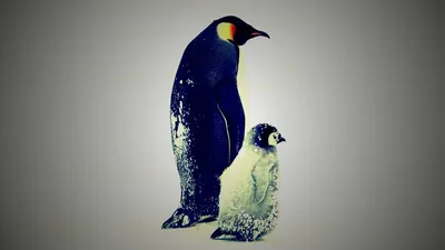 Пингвин Ковальский Шкипер Мадагаскар Рабочий стол, Пингвин, png | PNGEgg