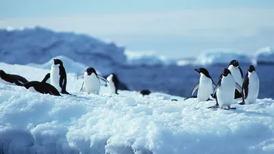 Трое пингвинов на снегу. Обои с животными, картинки, фото 1600x1200