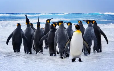 Картинки Пингвины Много Животные 3840x2400