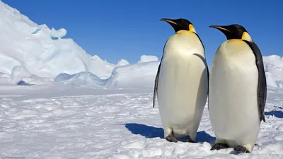 Обои на рабочий стол Стая пингвинов на льдине, обои для рабочего стола,  скачать обои, обои бесплатно