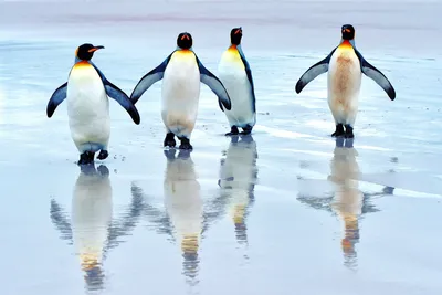 Kubuntu, пингвины и рабочий беспорядок. — Скриншоты — Галерея