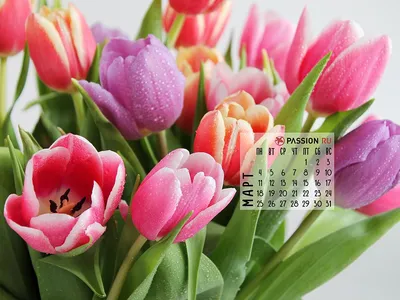 Весна цветы, сирень фото, обои на рабочий стол