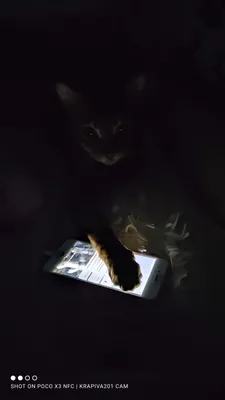 Кот и телефон | Пикабу