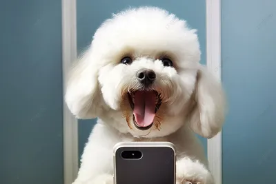 собака держит телефон, щенок, привлекательность, животное фон картинки и  Фото для бесплатной загрузки